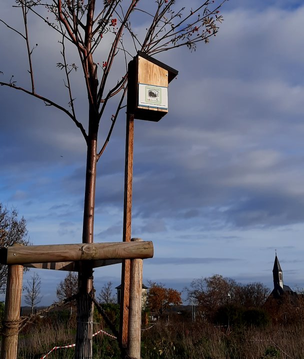 Meisennistkasten an der Eberesche
