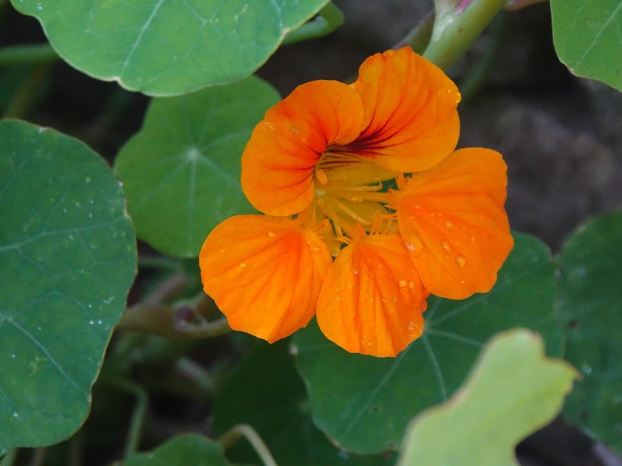 Kapuzinerkressen-Blüte