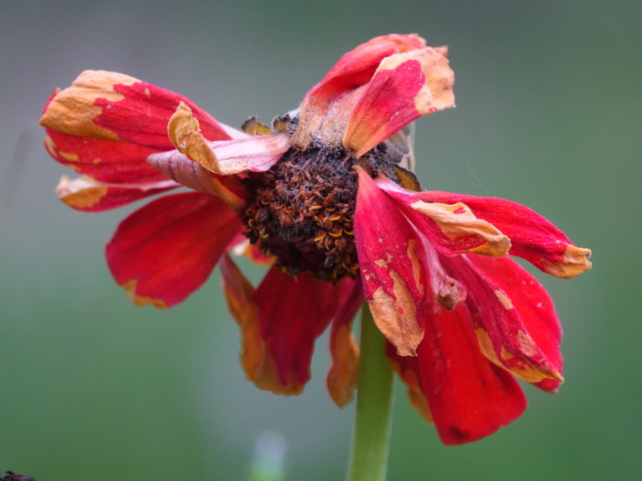 Absterbende Blüte im Herbst