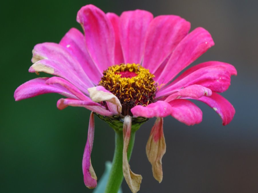 Zinnien-Blüte