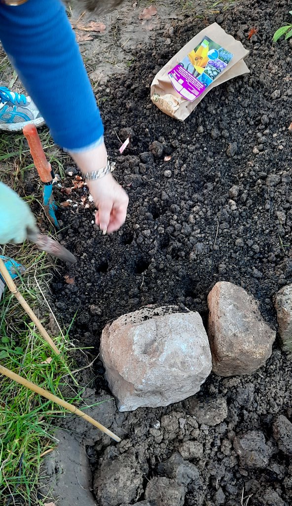 Zwiebeln werden gepflanzt