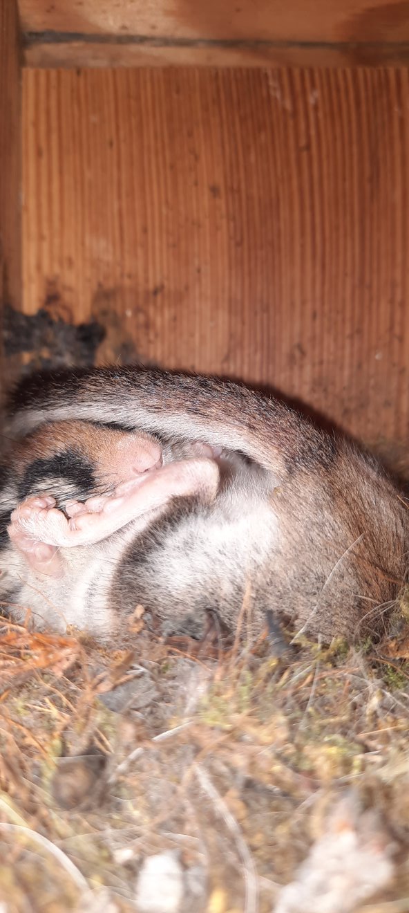 Gartenschläfer in Nistkasten