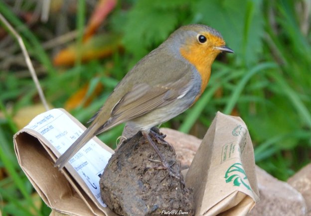Rotkehlchen auf Zwiebelblumen-Tüte