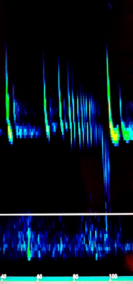 Fledermaus Final Buzz