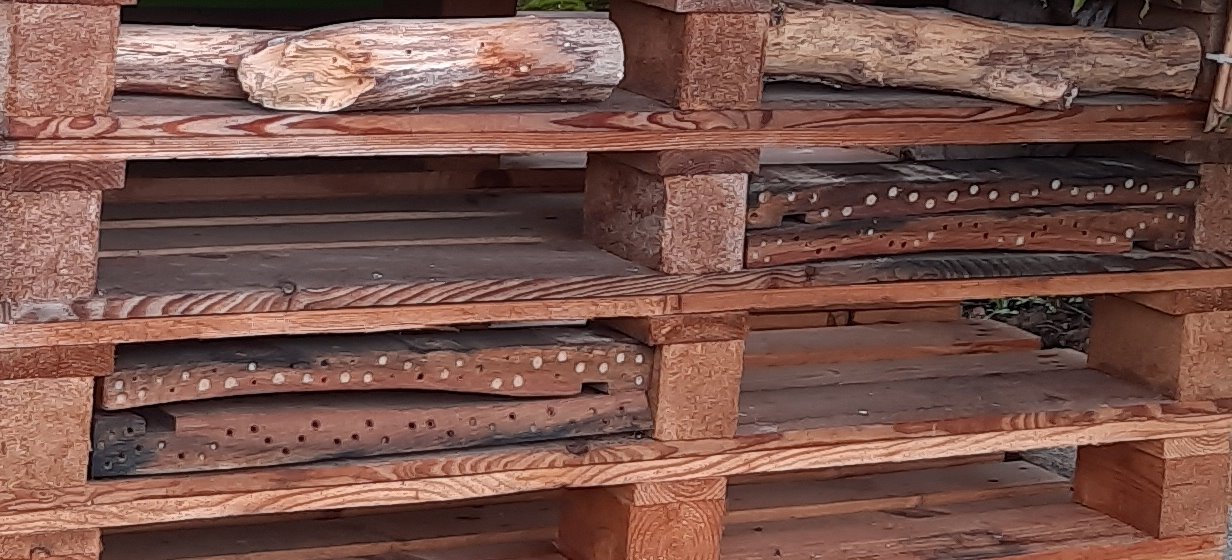 Fassdauben mit Wildbienenbrut