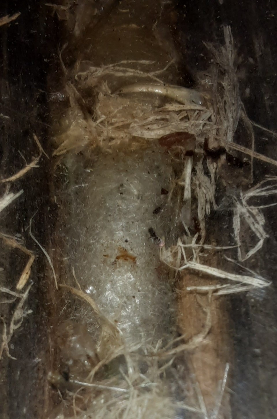 Puppe des Stahlblauen Grillenjägers