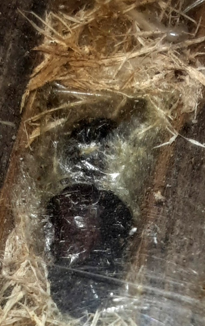 Stahlblauer Grillenjäger - Imago