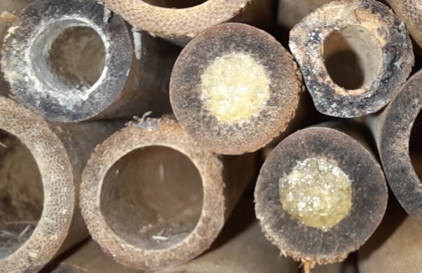 Verschlüsse von Niströhren mit Harz