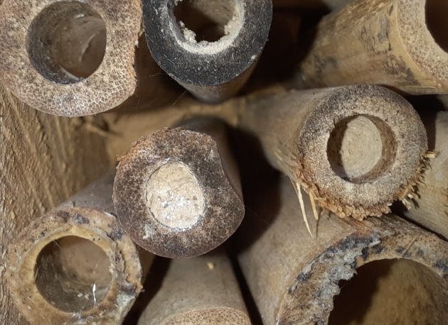 Niströhren von Mauerbienen