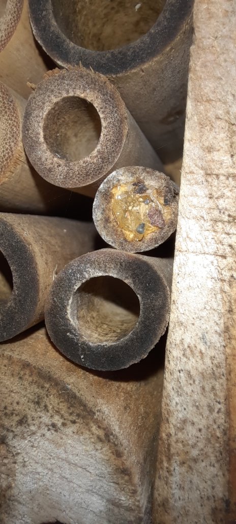 Verschluss einer Scherenbiene