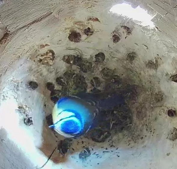 Blaumeise in der Nisthöhle