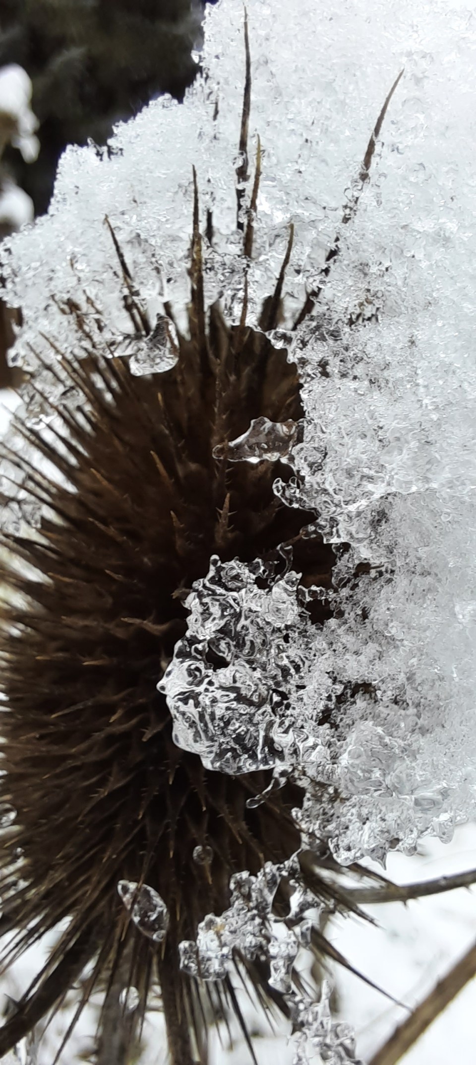 Wilde Karde im Schnee