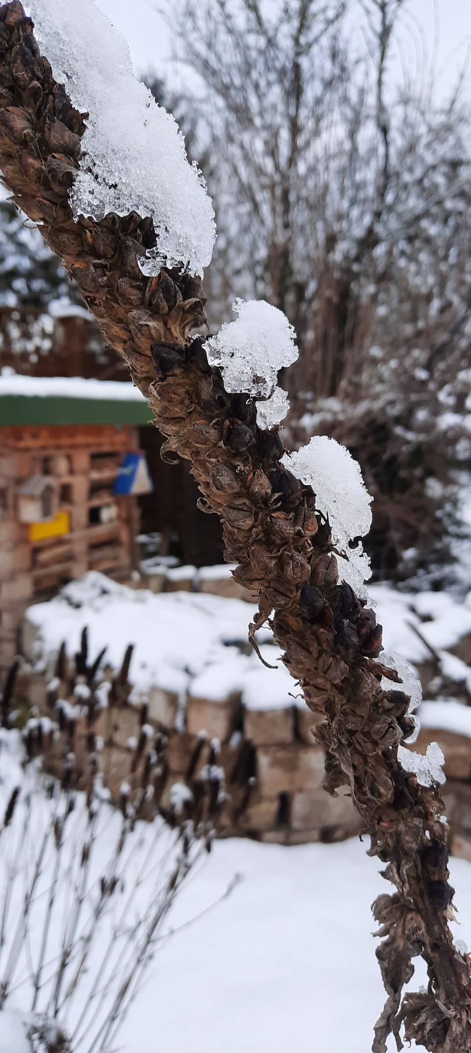 Stängel von Königskerze, im Hintergrund da Naturhotel