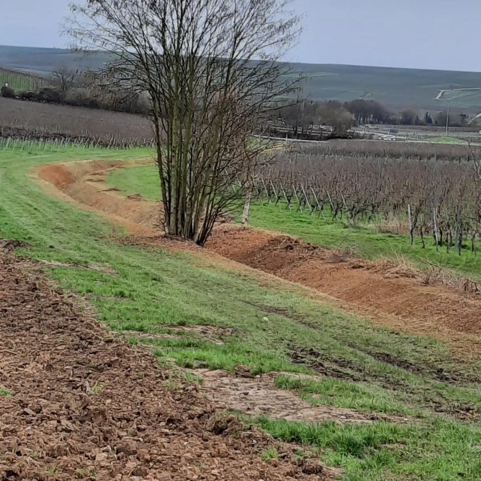Flächendeckende Rodung am Graben