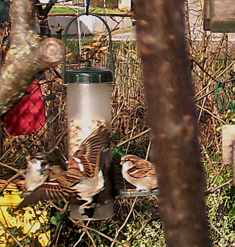 Sperlinge beim Kampf ums Futter