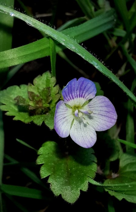 Persischer Ehrenpreis