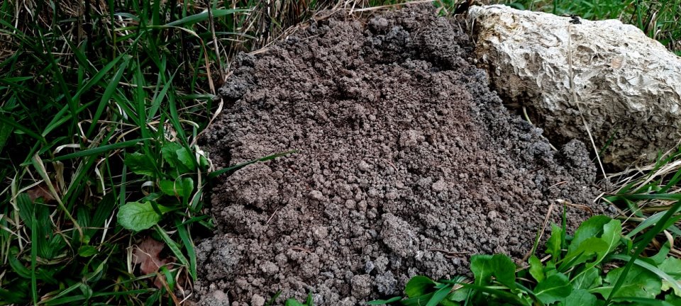 Ein Maulwurf auf unserer Fläche