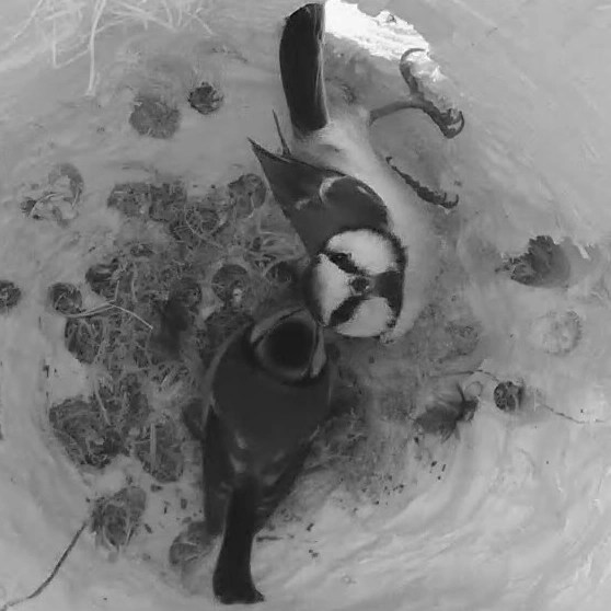 Zwei Blaumeisen in der Nisthöhle