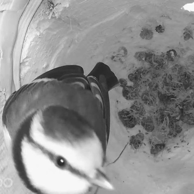 Blaumeise schaut in Kamera