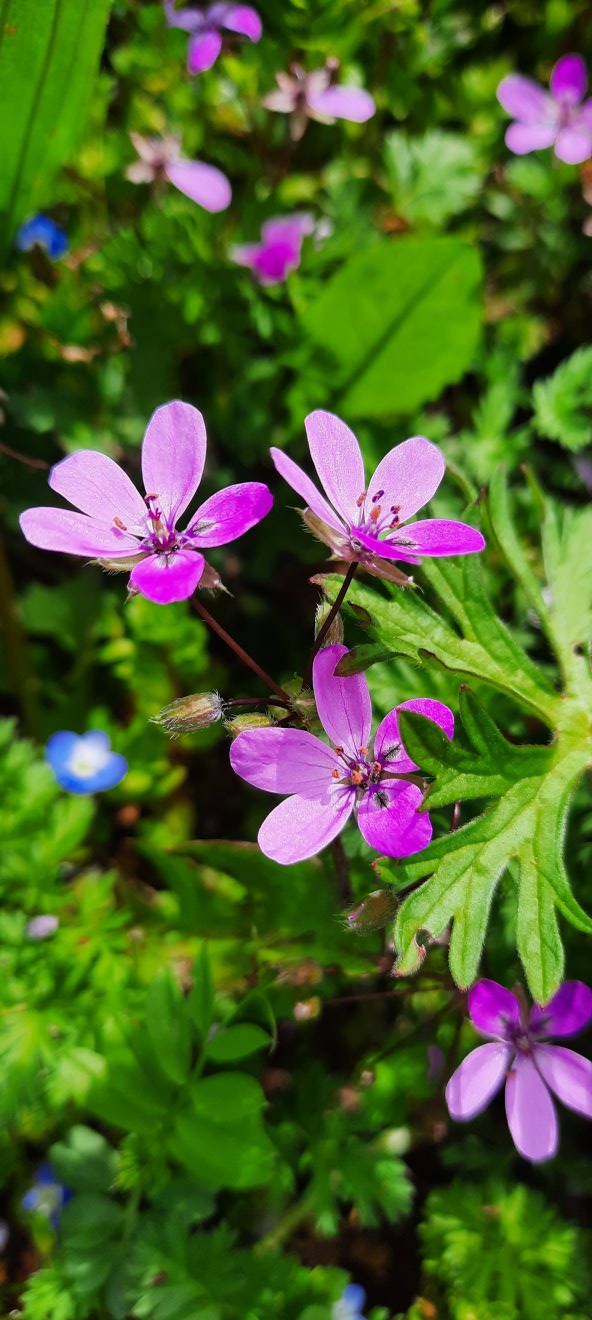 Gewöhnlicher Strochschnabel