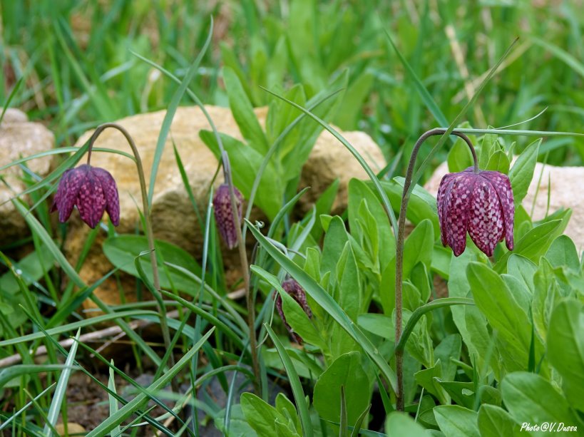 329003148_915934812933298_2253430077619070608_n