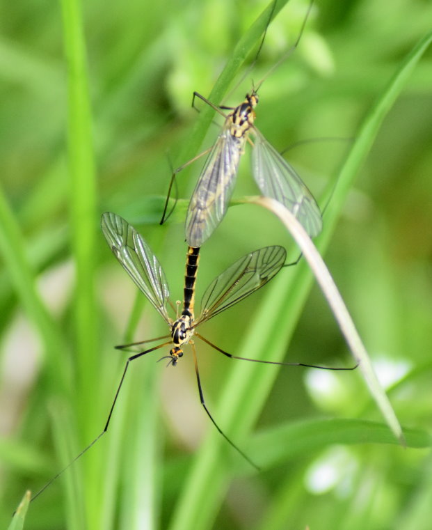 Evtl. Gefleckte Wiesenschnake