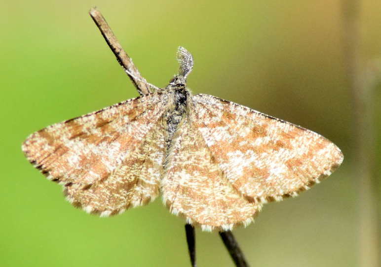 Noch unbestimmter Falter