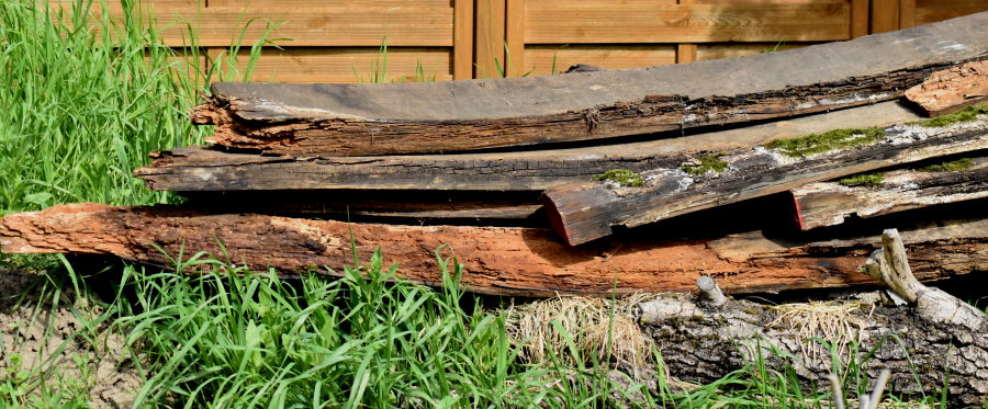 Totholz - zwischengelagert