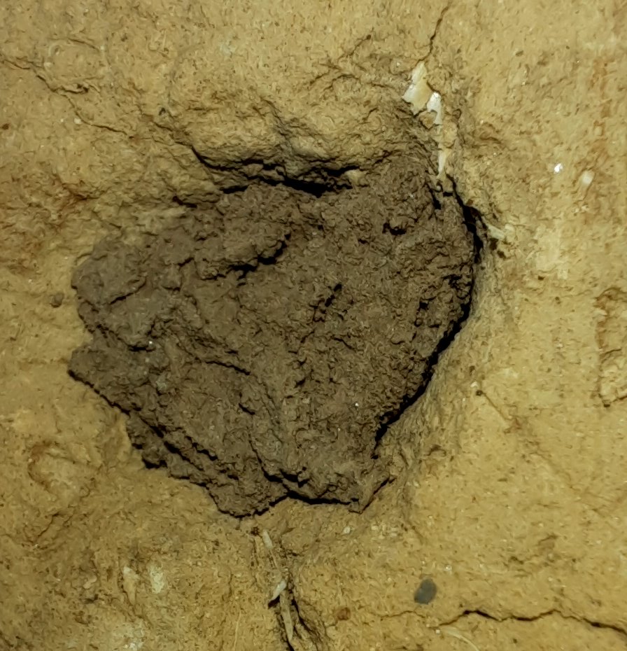 Verschlossene Niströhre im Lehm