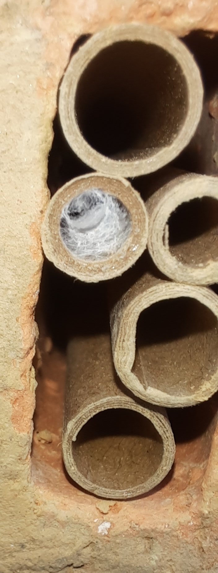 Verschlossenen Röhrchen