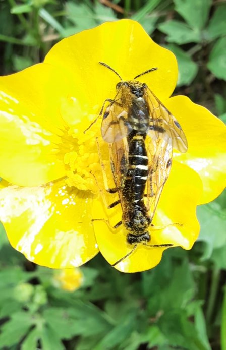 Blattwespen Tenthredo koehleri bei der Paarung auf Butterblumen-Blüte