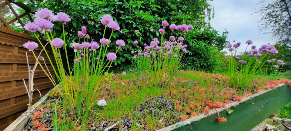 Blühendes begrüntes Dach