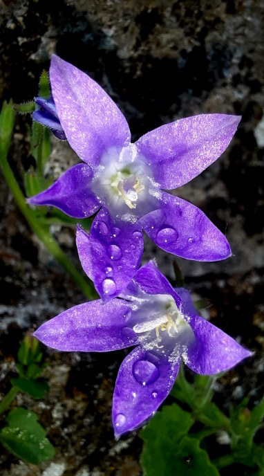 Glockenblumen-Blüten