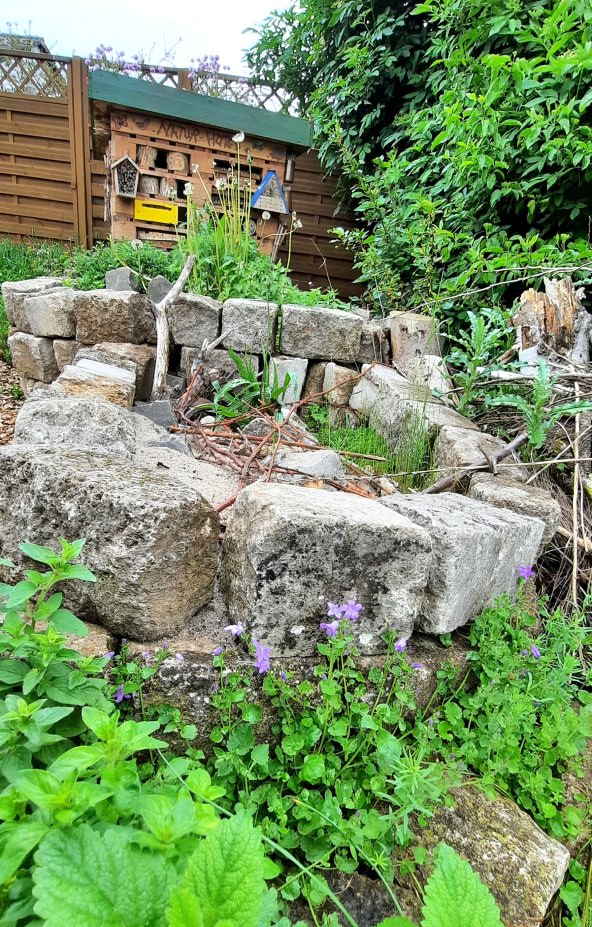 Glockenblumen blühen