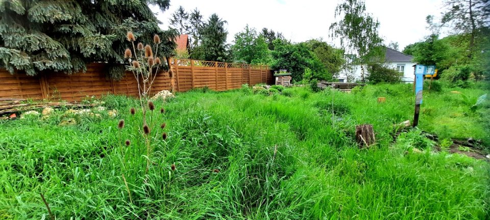 Fläche mit hohem Graswuchs