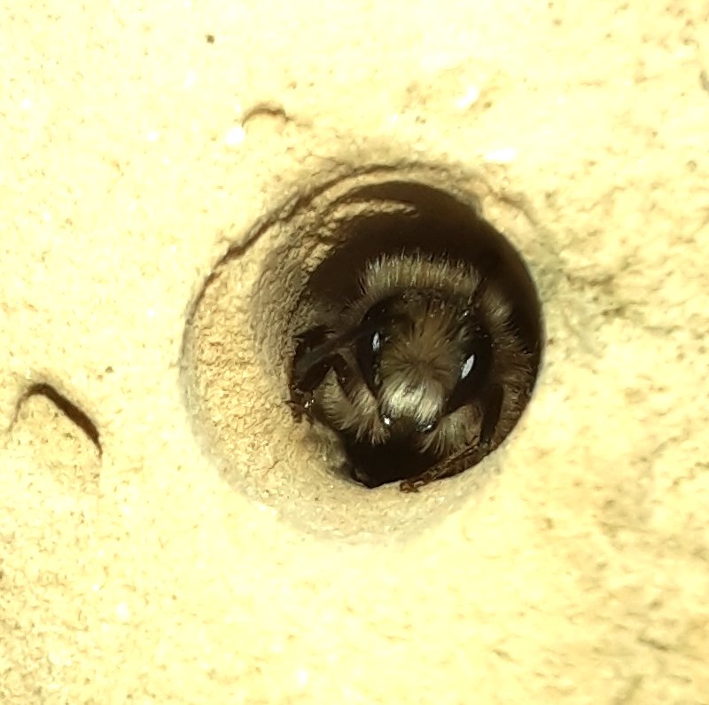 Wildbiene im Löss-Bereich am Totholz-Stamm