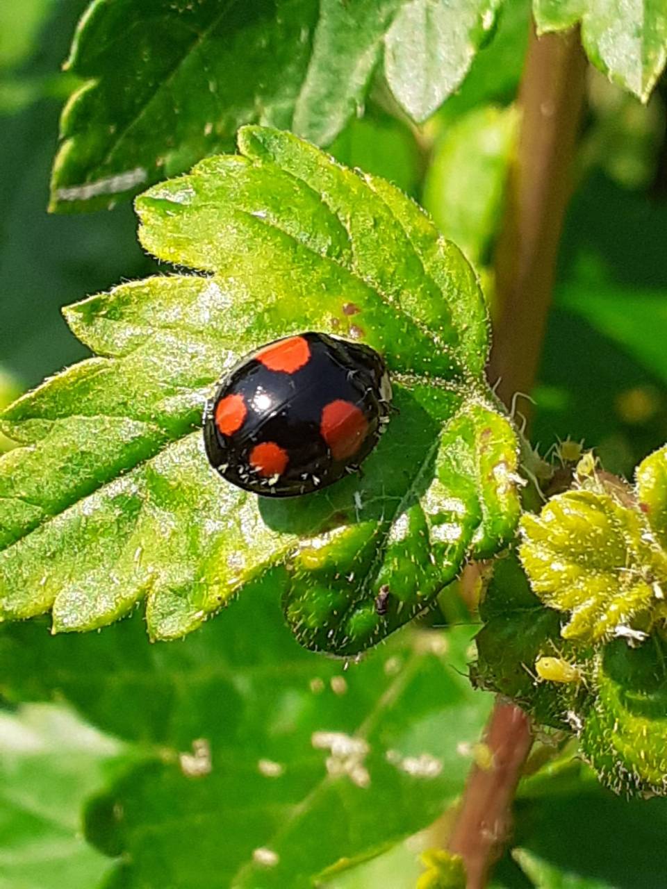 Wahrscheinlich eine andere Variante des Asiatischen Marienkäfers