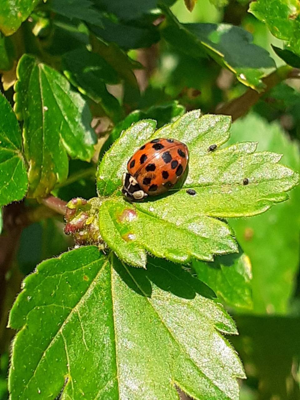 Wahrscheinlich der Asiatische Marienkäfer
