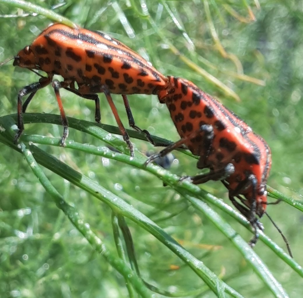 Zwei Streifenwanzen auf dem Fenchel
