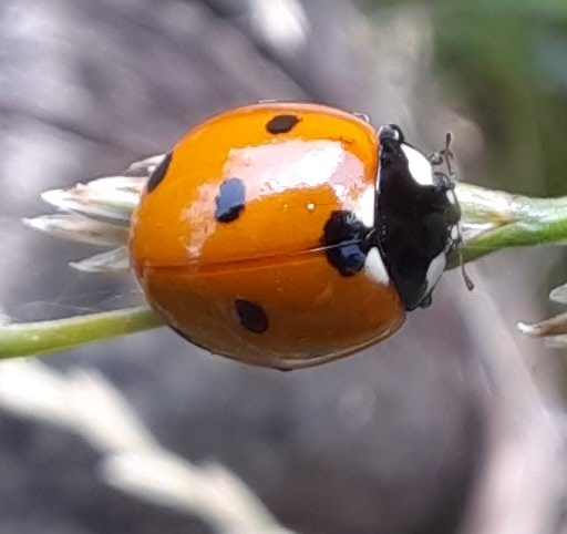 Siebenpunkt-Marienkäfer