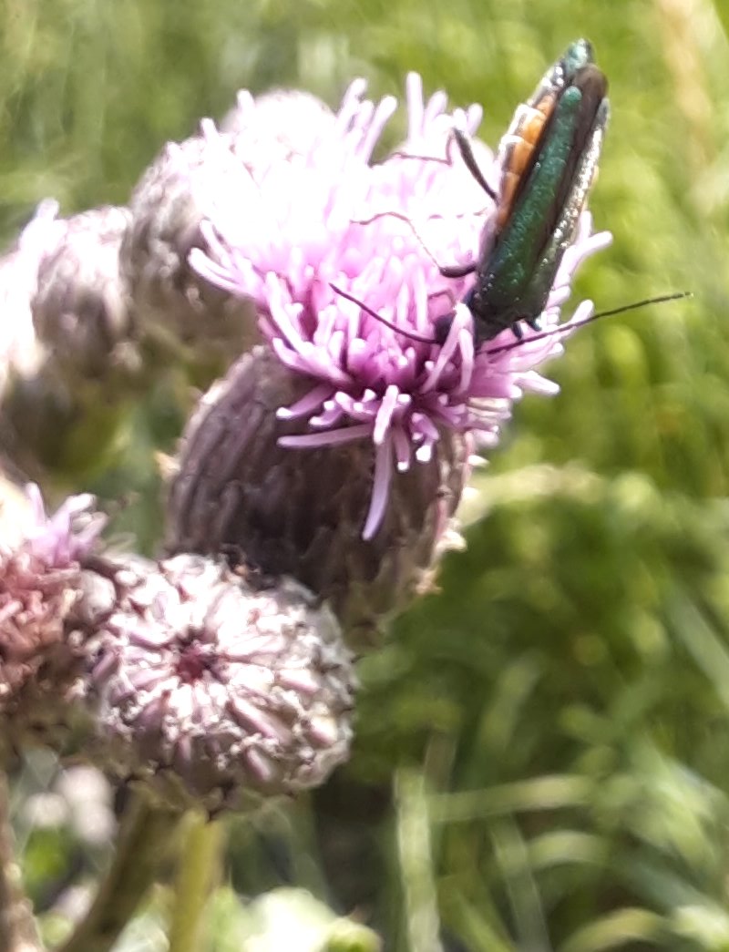 Käfer taucht in Distelblüte