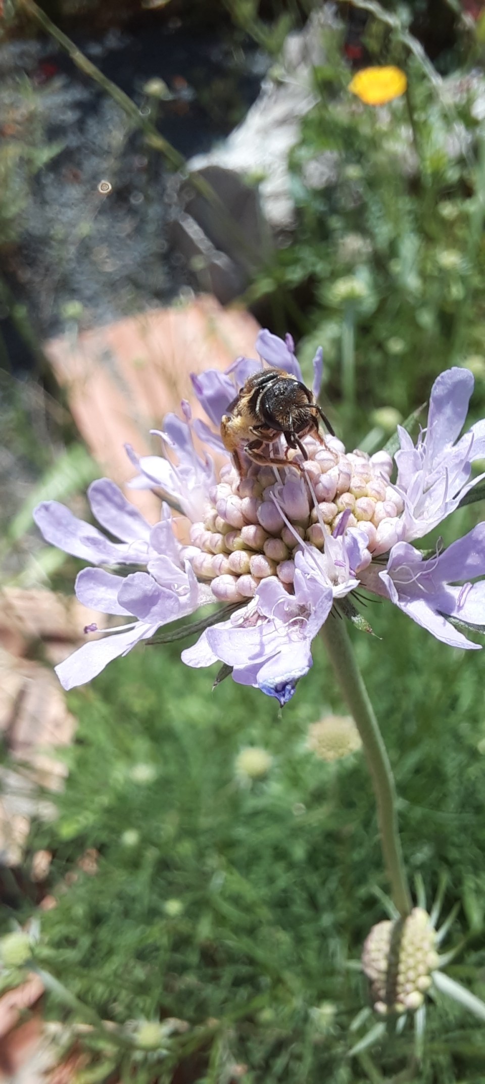 Wildbiene auf Blüte