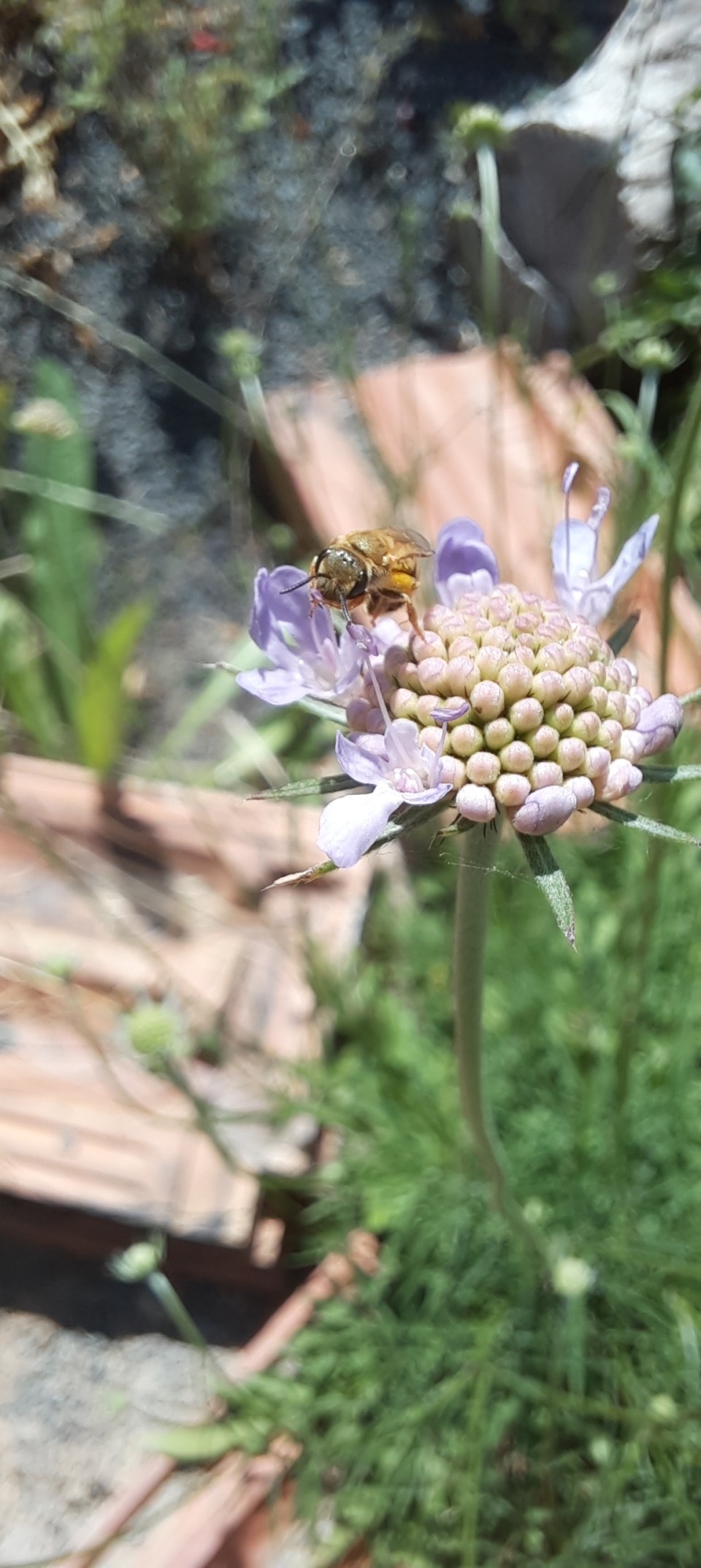 Wildbiene auf Blüte