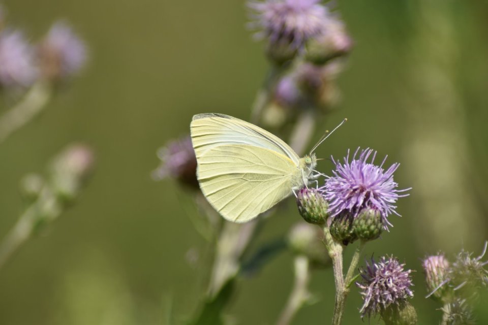 Weißling an Distelblüte
