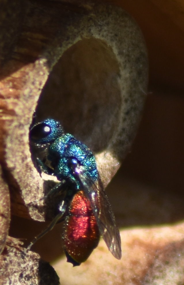 Goldwespe an einer Niströhre