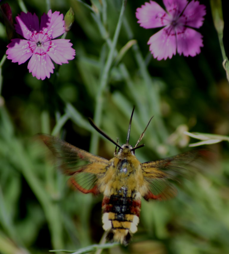 Hummelschwärmer an Nelkenblüten