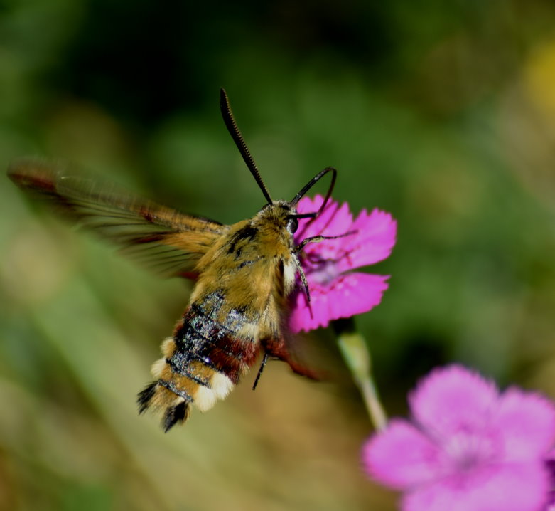 Hummelschwärmer an Nelkenblüten
