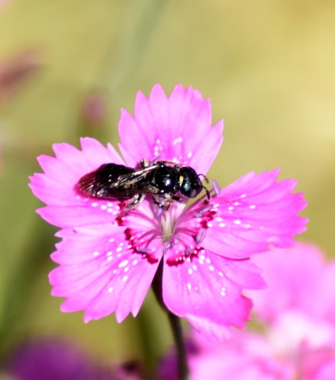 Wildbiene in Nelkenblüte