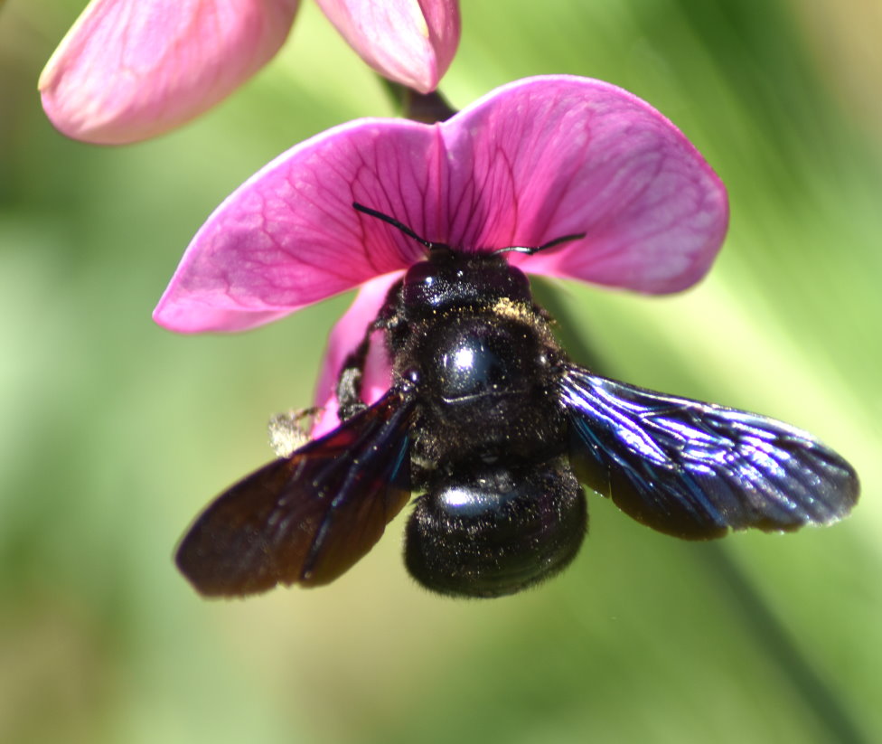 Blauschwarze Holzbiene an der Blüte der Platterbse