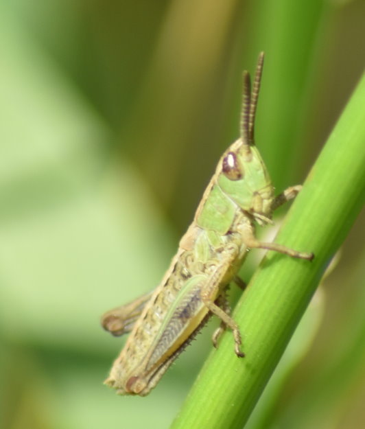 Eine von vielen Heuschreckenarten